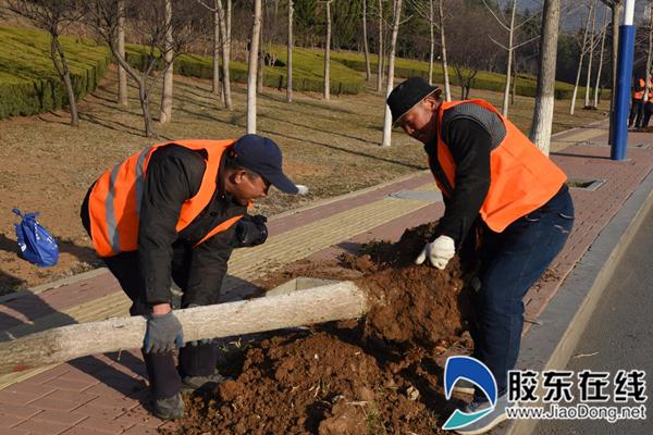 园林绿化扬善举 烟台城管职工"活雷锋"(图)_胶东头条_手机胶东在线