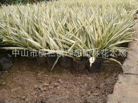 【供应小蚌兰中山理想园林绿化工厂区设计施工种植养护工程】价格,厂家,图片,灌木,中山市横栏镇理想园林花木场-