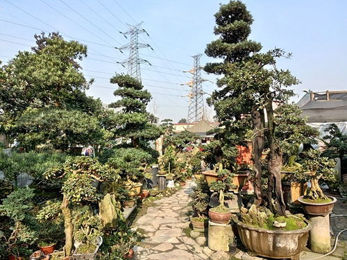成都市光和园林艺术有限责任公司专业从事园林绿化的设计施工
