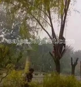回龙观移植树木 回龙观修剪树木 砍伐树木 园林绿化