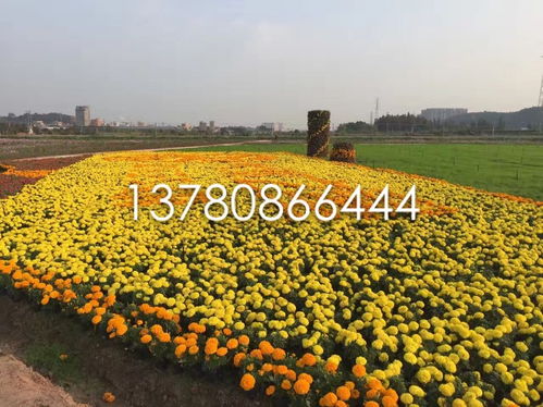 【绿化千头菊工程苗批发基地】- 