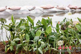 海口红城湖公园南岸绿化示范段施工 4