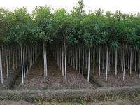 邵阳PVC塑胶地板工程_邵阳PVC塑胶地板工程批发_邵阳PVC塑胶地板工程价格_一呼百应原材料采购商城