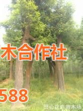 园林绿化施工工程,芳青花卉苗,园林绿化施工