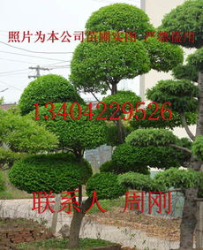 造型小叶女贞 造型女贞 苏州庭院别墅绿化设计施工 苏州园林古桩 苏州绿化工程
