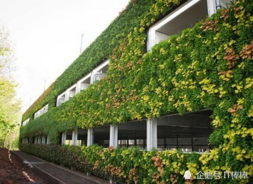 渝泽园林 建筑环境立体绿化施工技术关于植物的选择