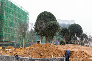 市政绿化大升级 恩施这公园亮了