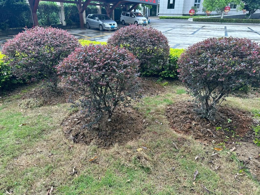 园林养护施工中#苗木种植基地 #园林绿化工程苗木人