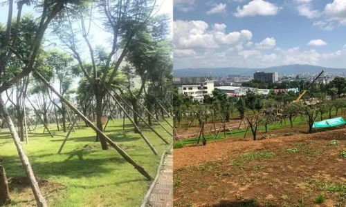 腾冲美丽县城养成计