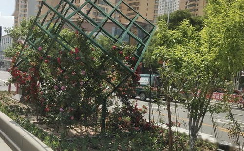 打造精致兰州 品质安宁 优质园林绿化工程施工指南