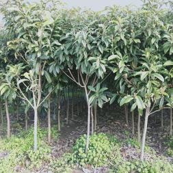 专业园林绿化服务 从设计到施工一站式解决方案