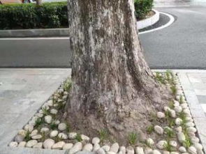 武汉园林绿化 设计施工改造与养护全解析