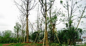 广州园林绿化 从设计施工到养护维护的全方位服务