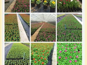 重庆园林绿化服务 植物租摆、花卉销售、设计施工一站式解决方案